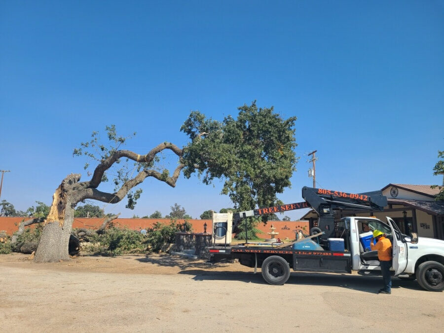 Tree Removal Services