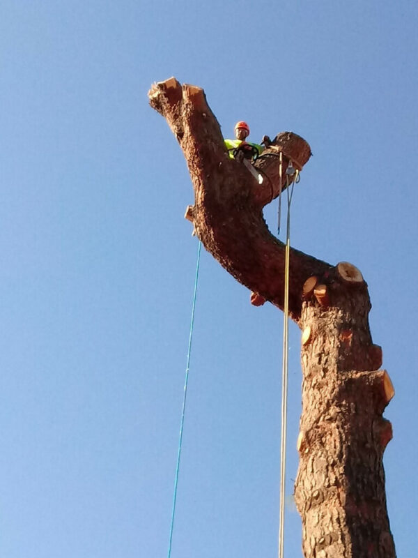 Visalia Tree Service Company