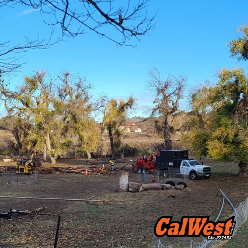 Tree Removal Visalia