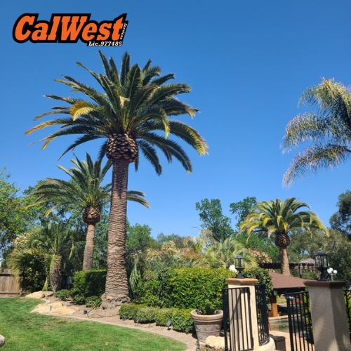 Tree Trimming Palm Trees