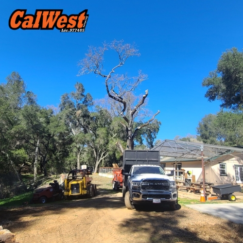 Emergency Tree Service