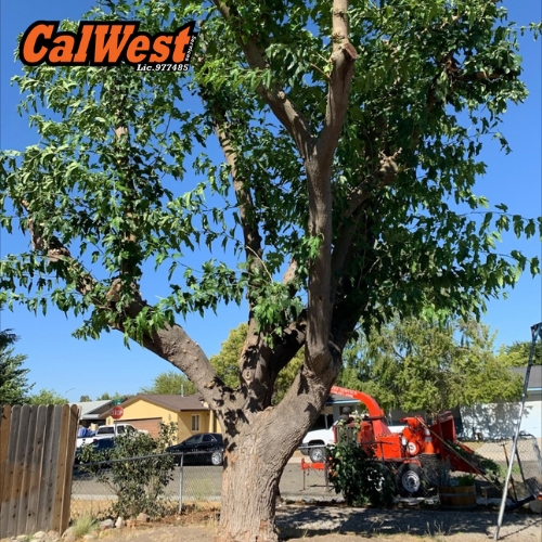 Emergency Tree Service San Luis Obispo