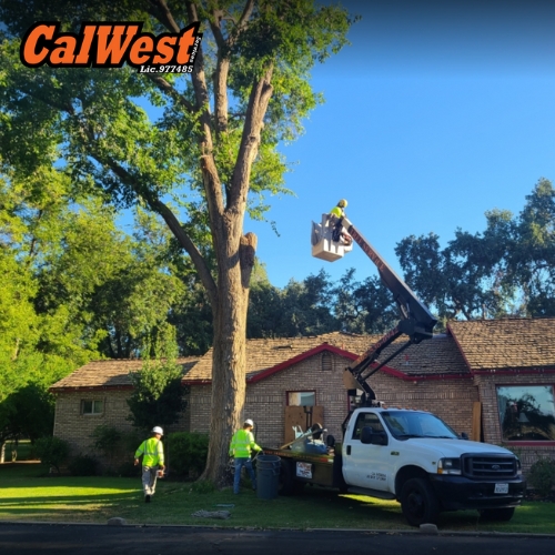 tree company san luis obispo