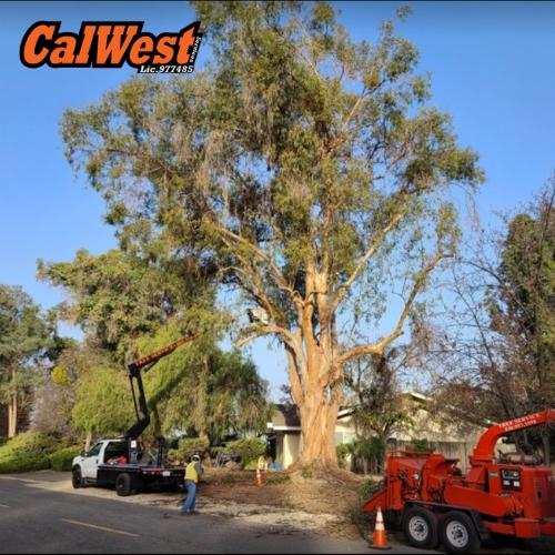 Tree Removal Visalia