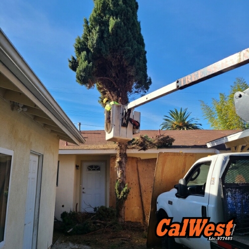 Tree Trimming San Luis Obispo