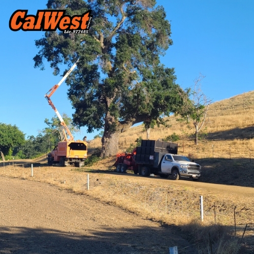 san luis obispo tree trimming